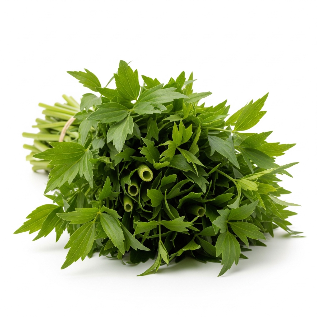 Kräuter Leibstöckel kg NL