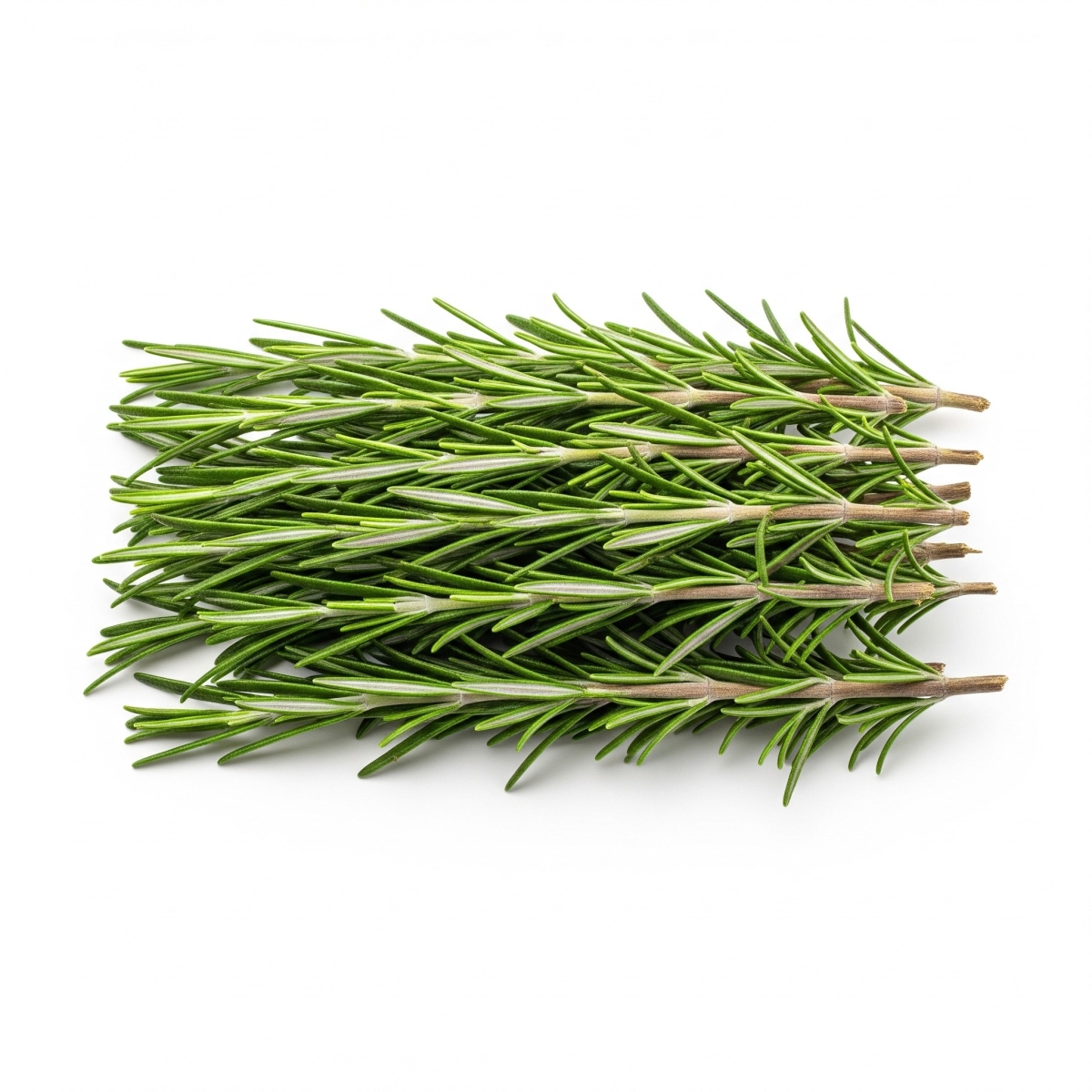 Kräuter Rosmarin kg iT