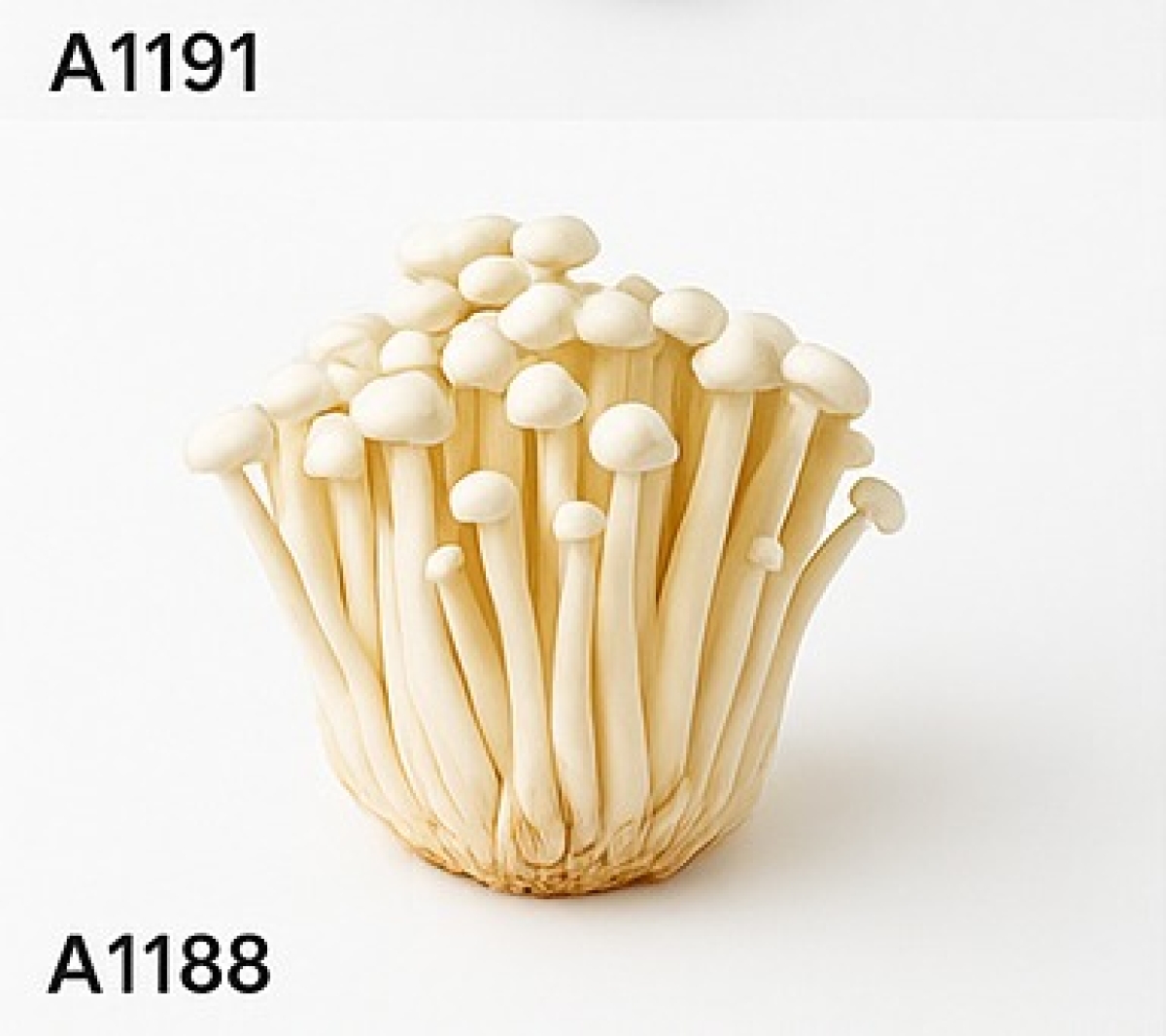 Orangen Götterfrucht 10 kg